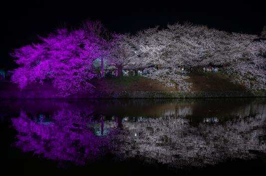 舞鶴公園_夜桜05