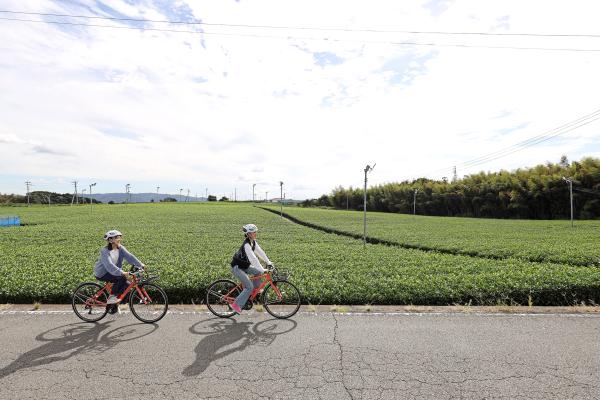 筑後周遊サイクリング 八女中央茶園近郊（茶畑）01（横）