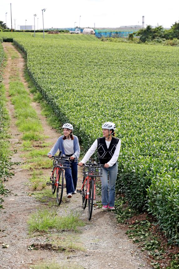筑後周遊サイクリング 八女中央茶園近郊（茶畑）04（縦）