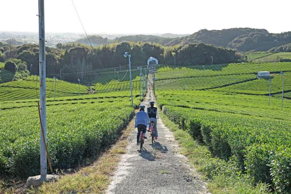 筑後周遊サイクリング 八女中央茶園近郊（茶畑）12