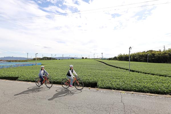 筑後周遊サイクリング 八女中央茶園近郊（茶畑）21（横）