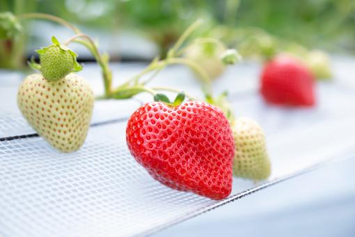 Fruits in Ukiha (Strawberry)05