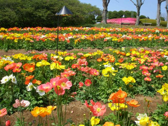 Nokonoshima Island Park (Poppy) around March and April
