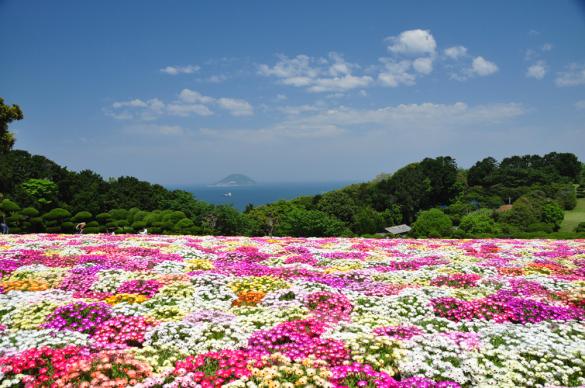 Nokonoshima Island Park (Livingstone daisy) around April and May