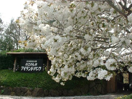 Nokonoshima Island Park (Oshima Cherry Blossom) in Spring