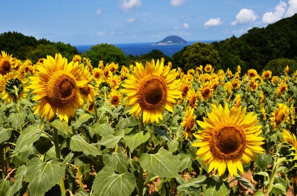 Nokonoshima Island Park (Sunflower) around August