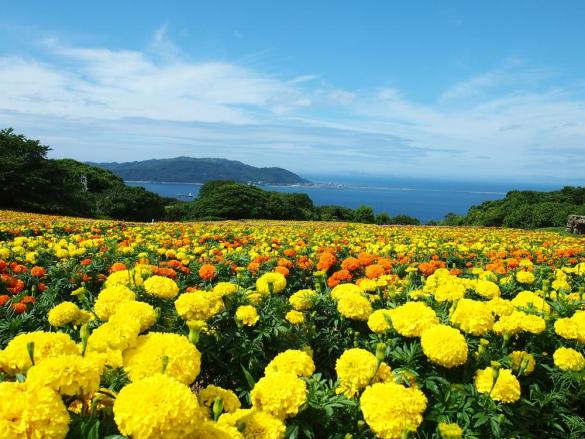 Nokonoshima Island Park (Marigold) around June and July