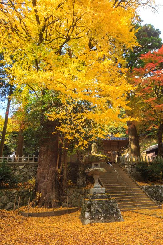 Ikazuchi Shrine(5)