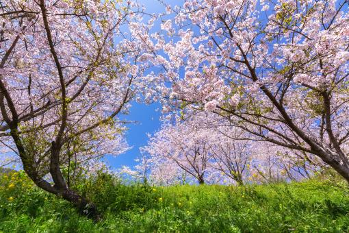 Okagaki Town (Cherry Blossom)02
