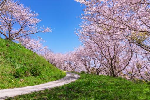 Okagaki Town (Cherry Blossom)03