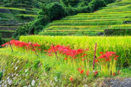 Terraced paddy field and spider lily in Ukiha city_1