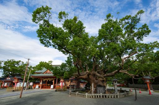 Giant camphor tree of Shirasagi