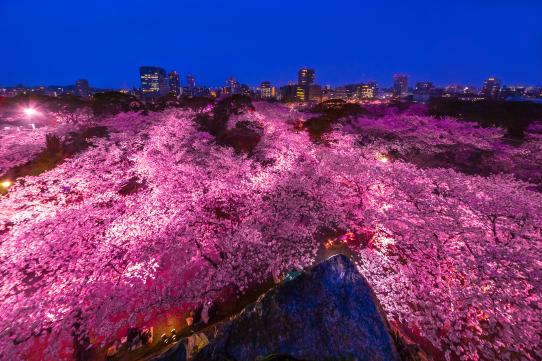 Cherry blossoms at Fukuoka castle at night
