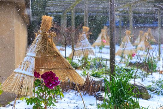 Winter peony (Hakozaki Shrine)