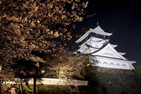 Kokura Castle (Cherry Blossoms)03