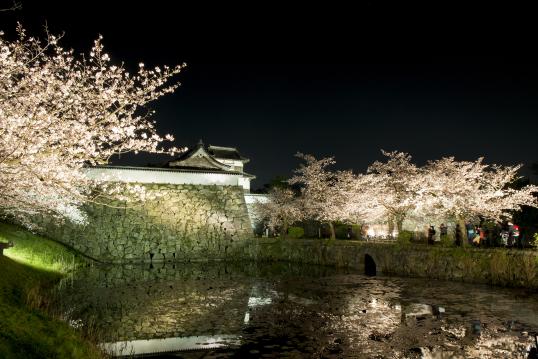 Fukuoka Castle Ruins (Cherry Blossoms)02