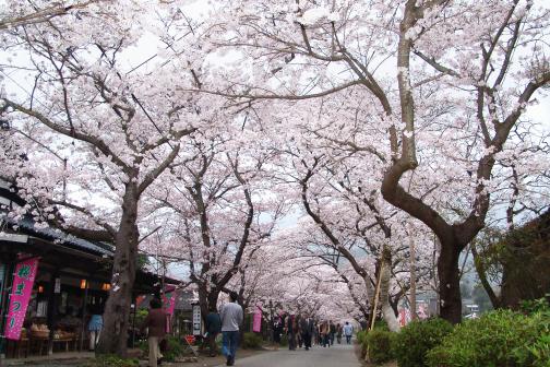 Akizuki (Cherry blossoms)