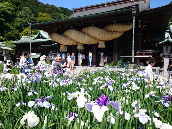 Miyajidake Shrine (iris)