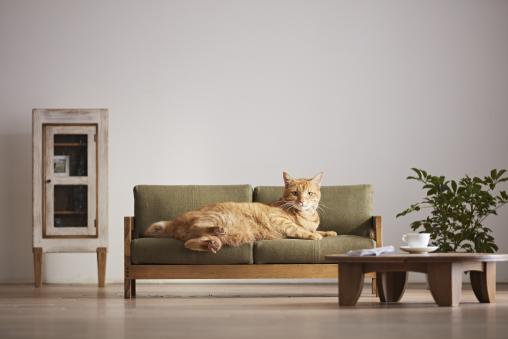 Furniture for Cats01
