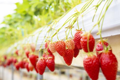 Ripe strawberries in Ukiha city