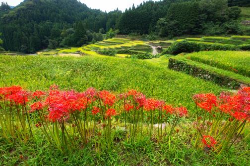 Terraced paddy field and spider lily in Ukiha city_2