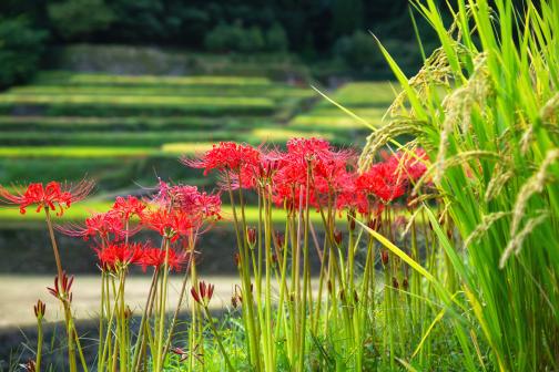 Terraced paddy field and spider lily in Ukiha city_3