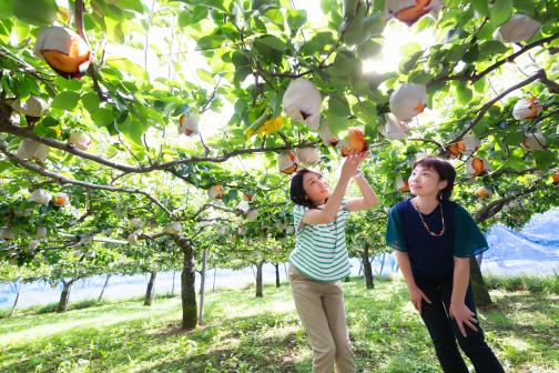 Japanese pear Picking_1