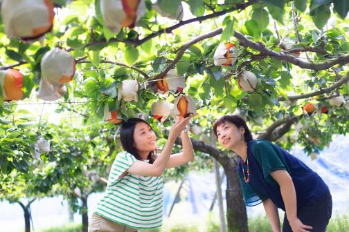 Japanese pear picking_2