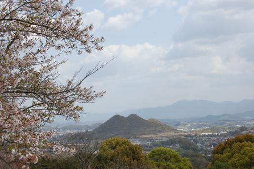 벚꽃(다이쇼진코엔)