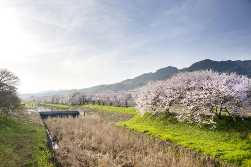 나가레카와 의 벚꽃길01