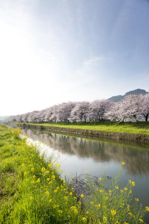 나가레카와 의 벚꽃길02