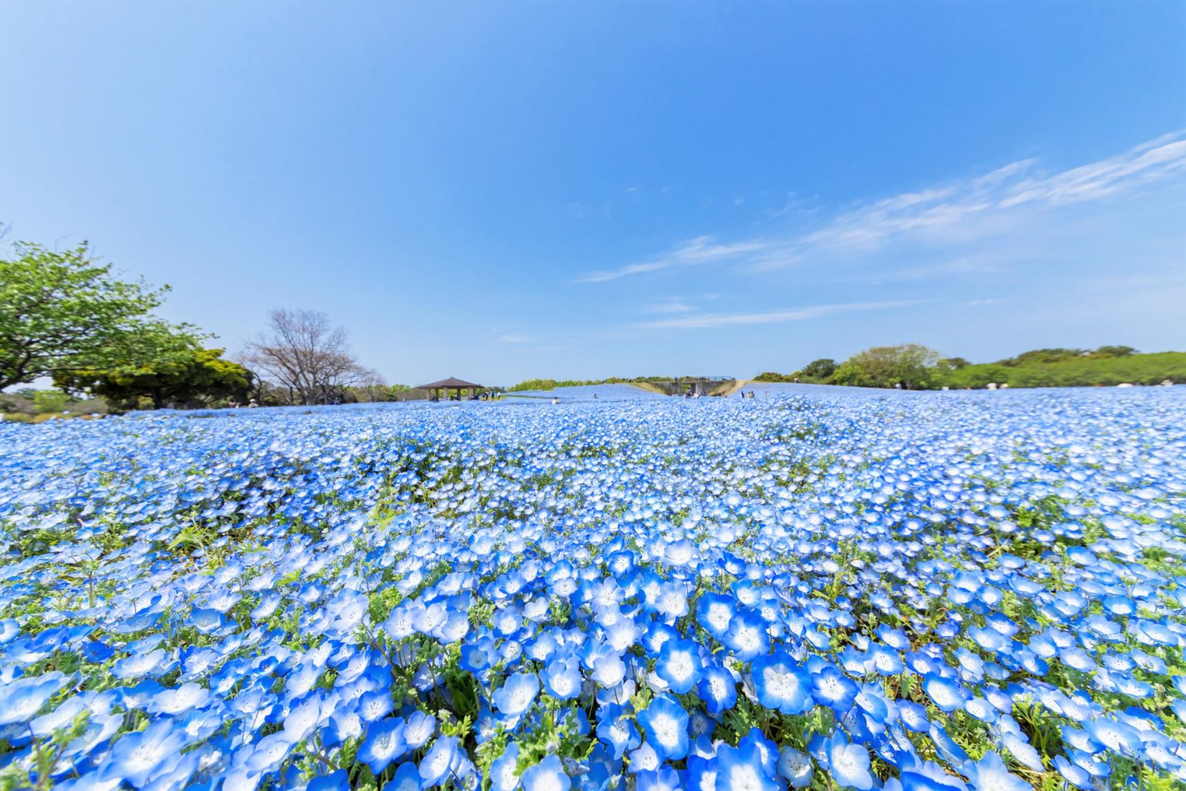 海の中道ネモフィラ