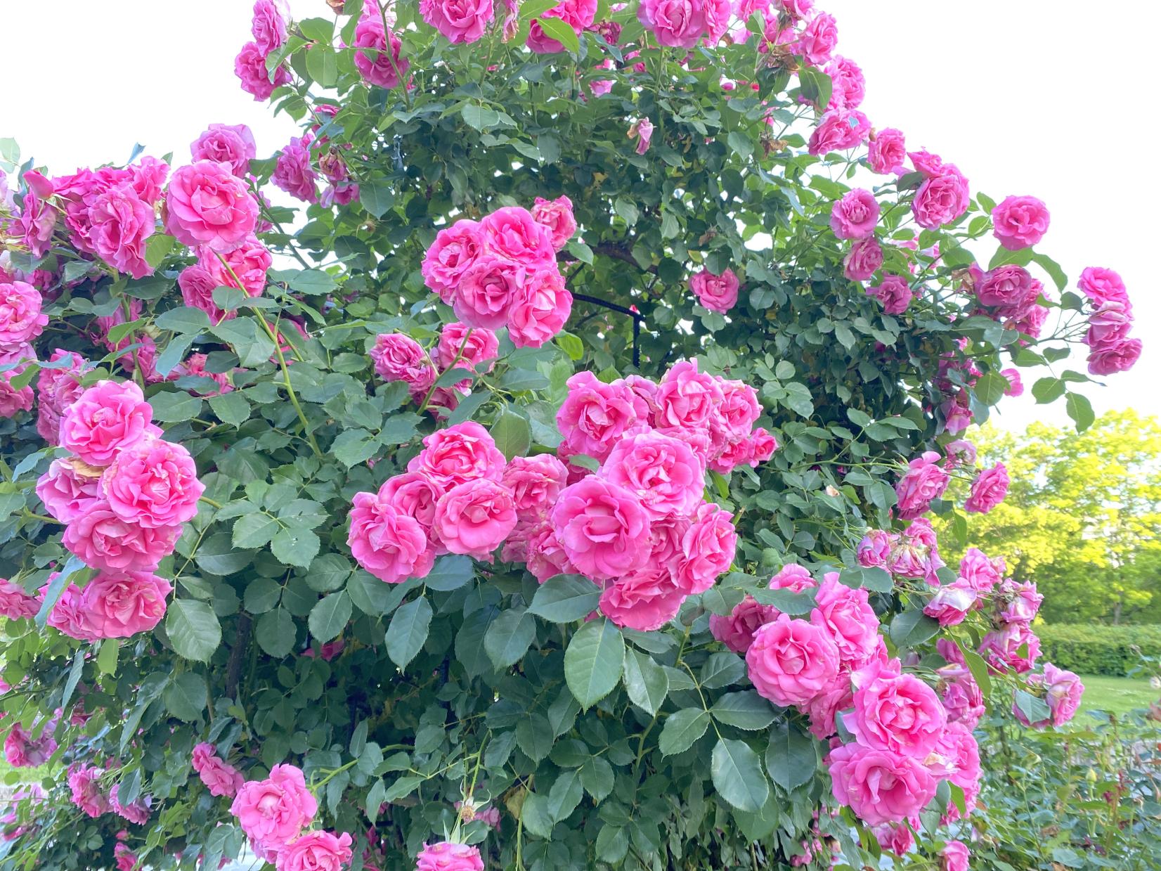 春のバラ観賞スポット