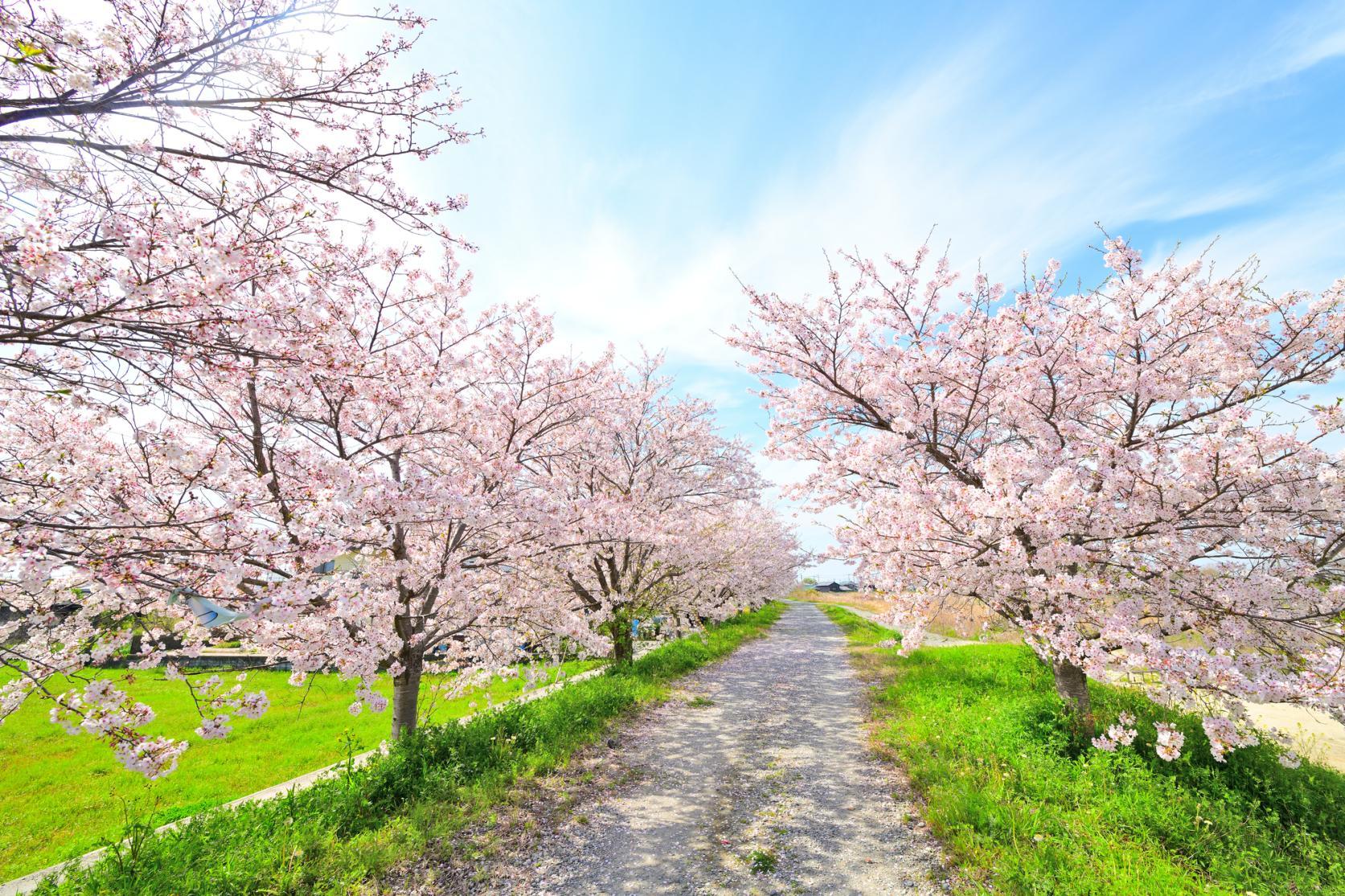 후쿠오카 벚꽃 명소