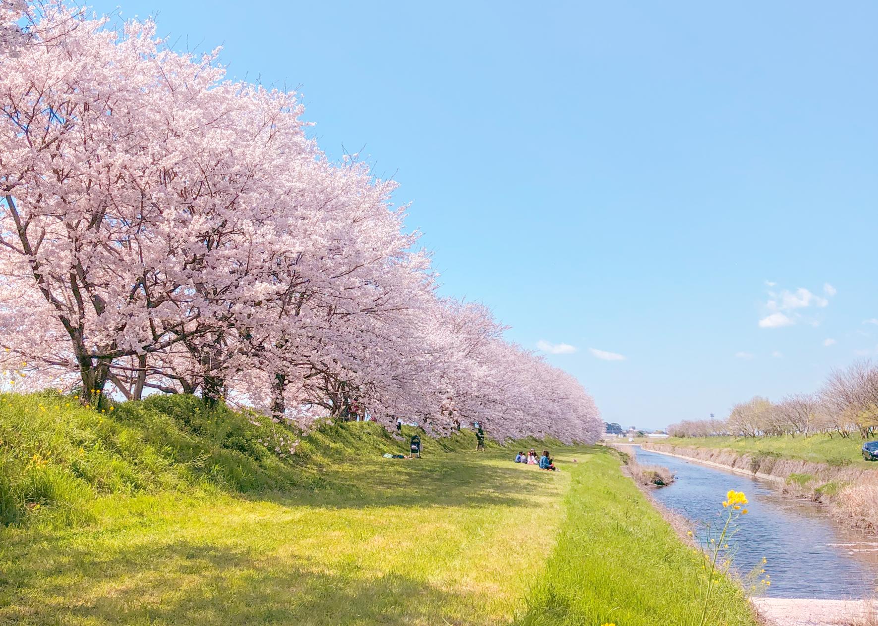 福岡櫻花勝地・賞花景點