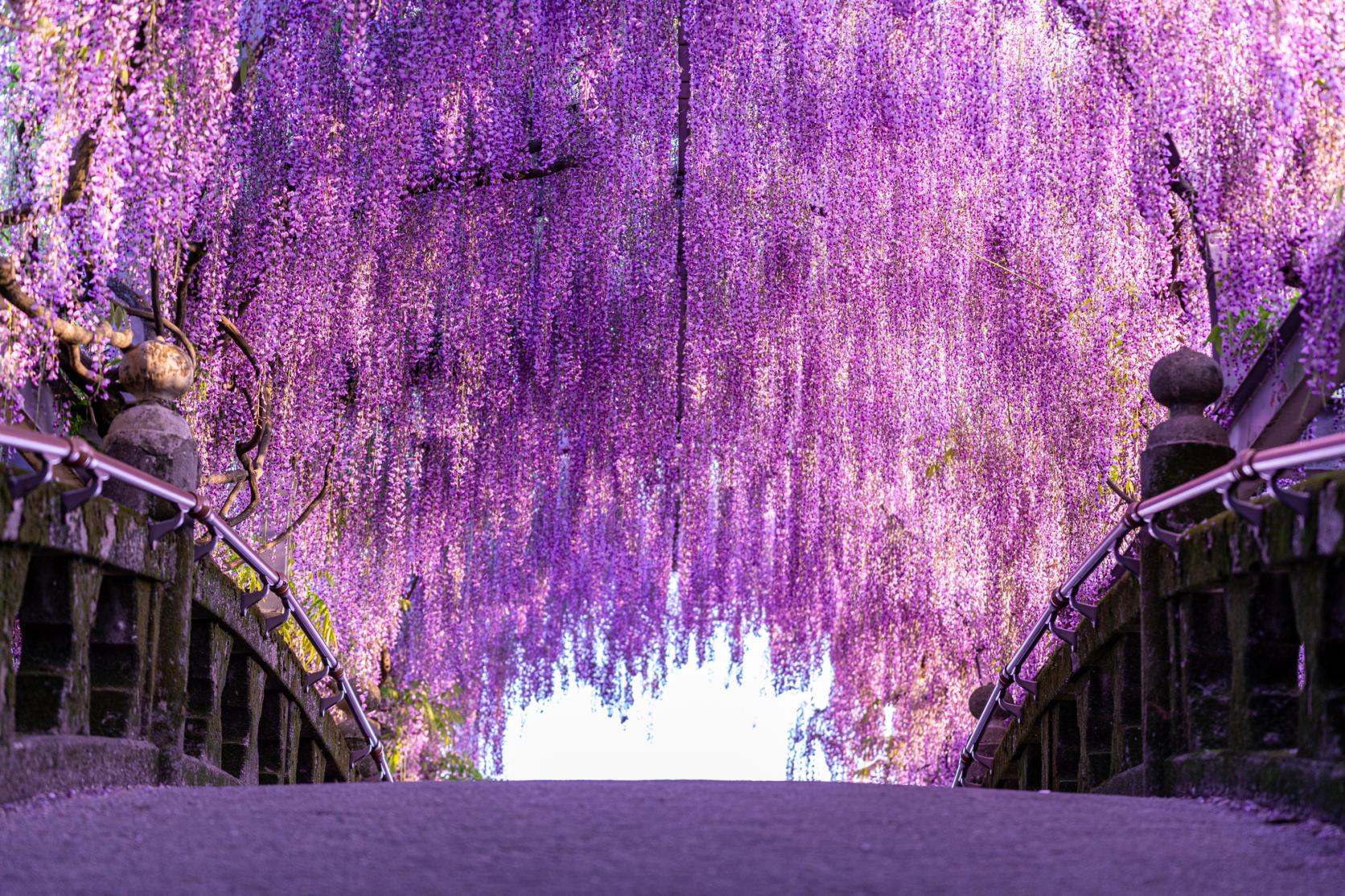 紫藤花景點