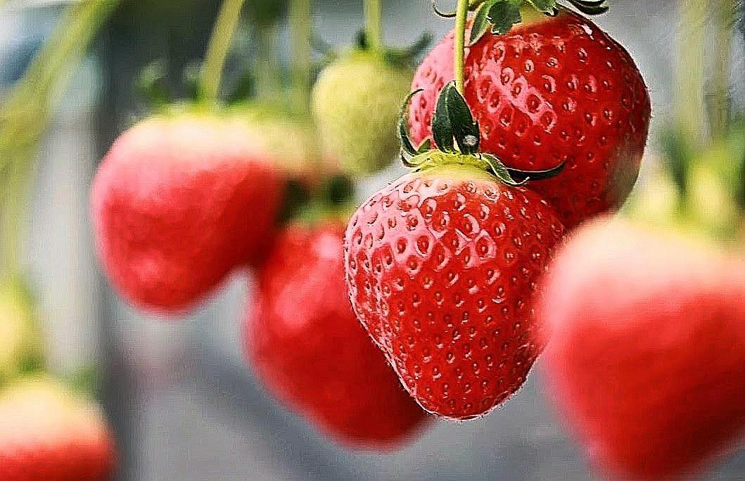 [2026] Strawberry Picking Spots in Fukuoka