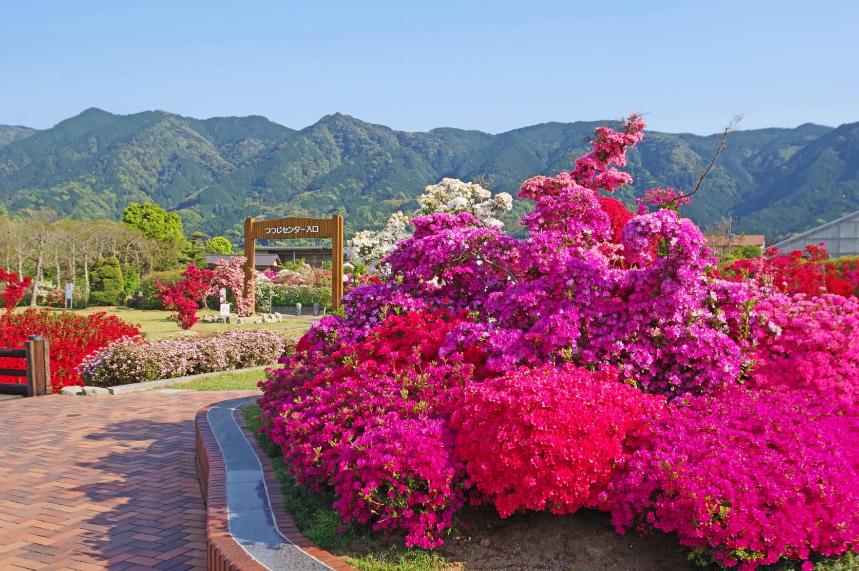 Birthplace of Kurume azalea-1