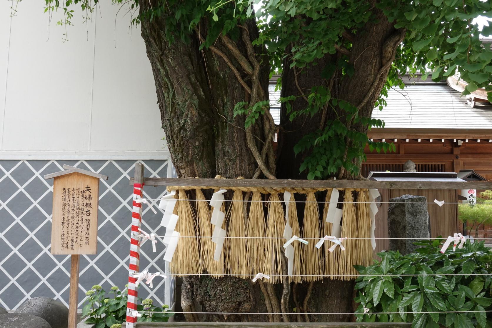 Le sanctuaire Meoto Ebisu-jinja : un lieu d'énergie mystique connu des seuls initiés.-1