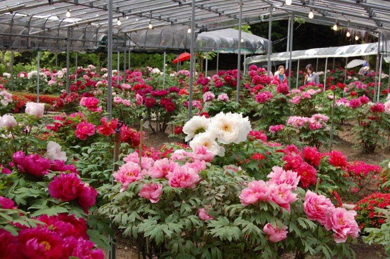 Enjoy the peonies blooming throughout the expansive gardens at Mt. Kiyomizu Botan Garden-1