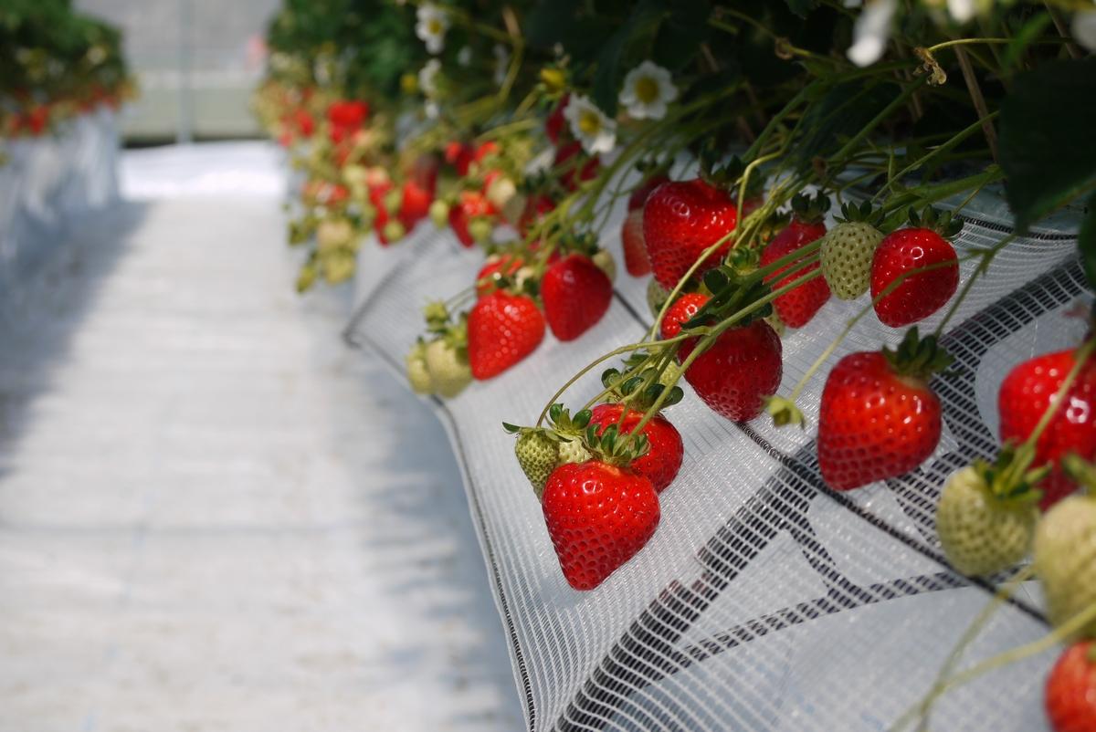 隣りにある九州最大級の多段式高設栽培「プーさんのいちご園」では手軽にイチゴ狩りが楽しめる！-1
