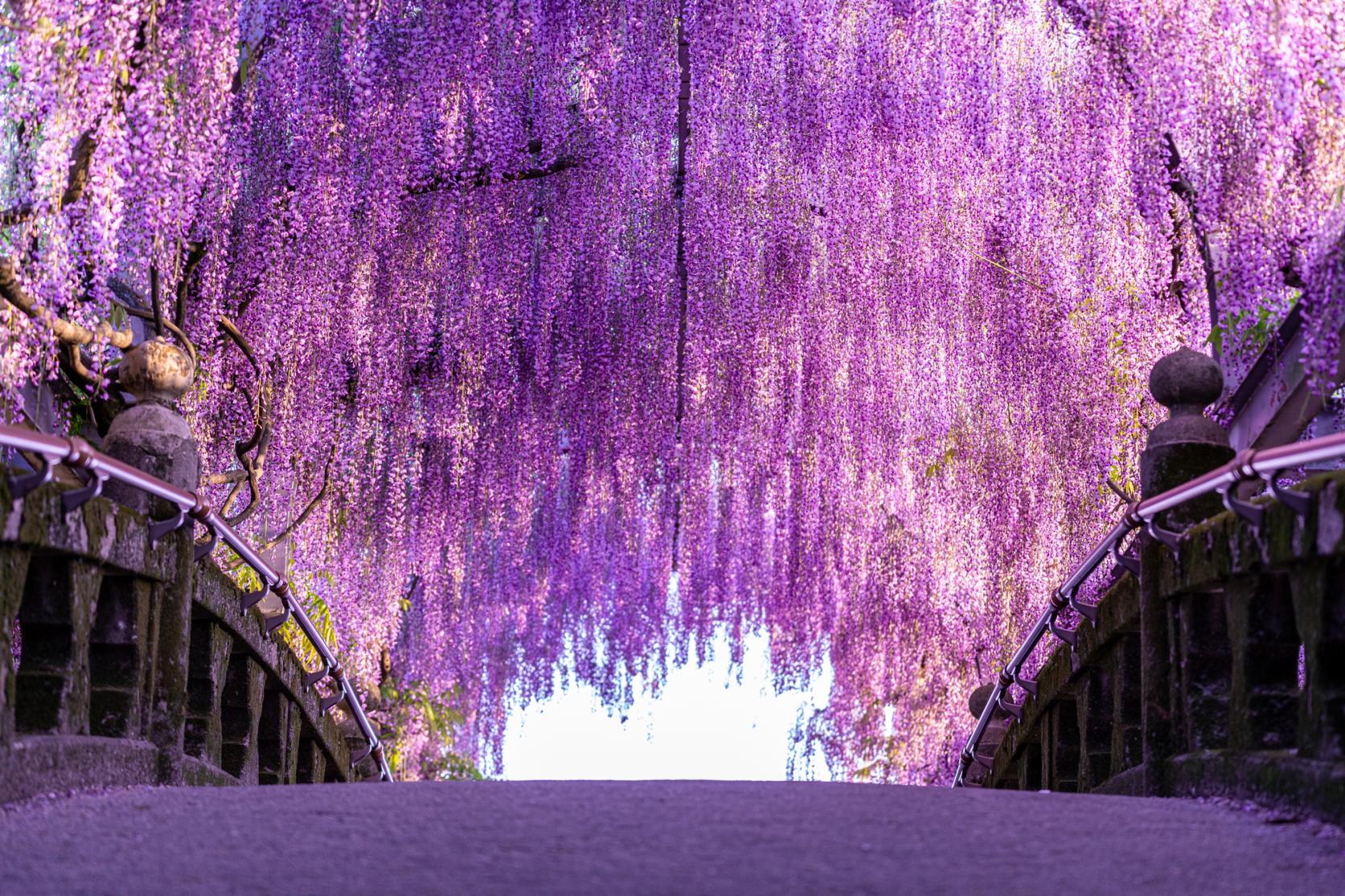 中山の大藤