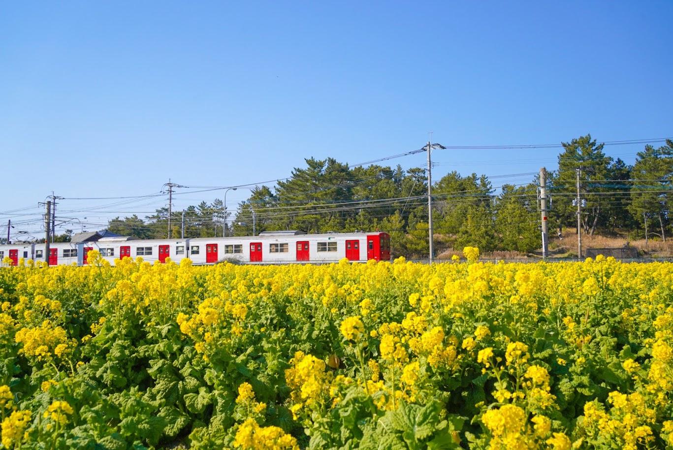 福ふくの里の「菜の花」