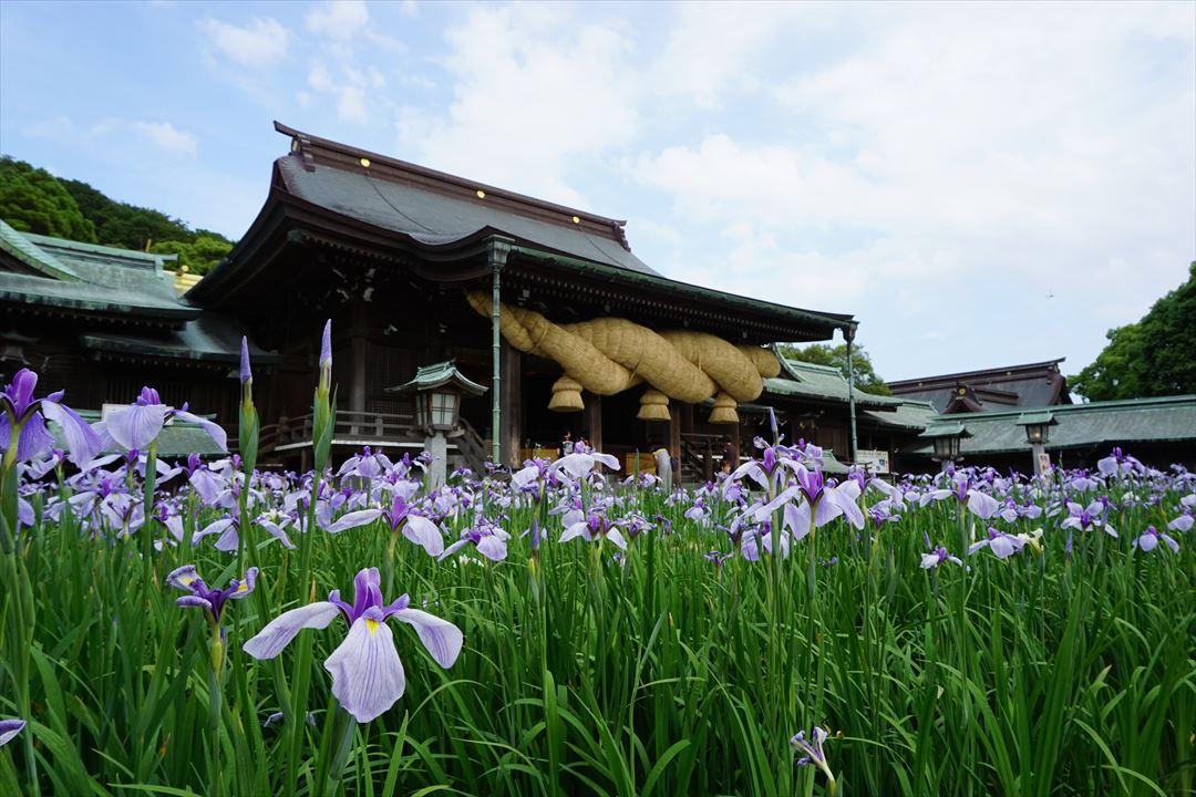 Miyajidake Jinja Shobu (Iris) Flower Festival