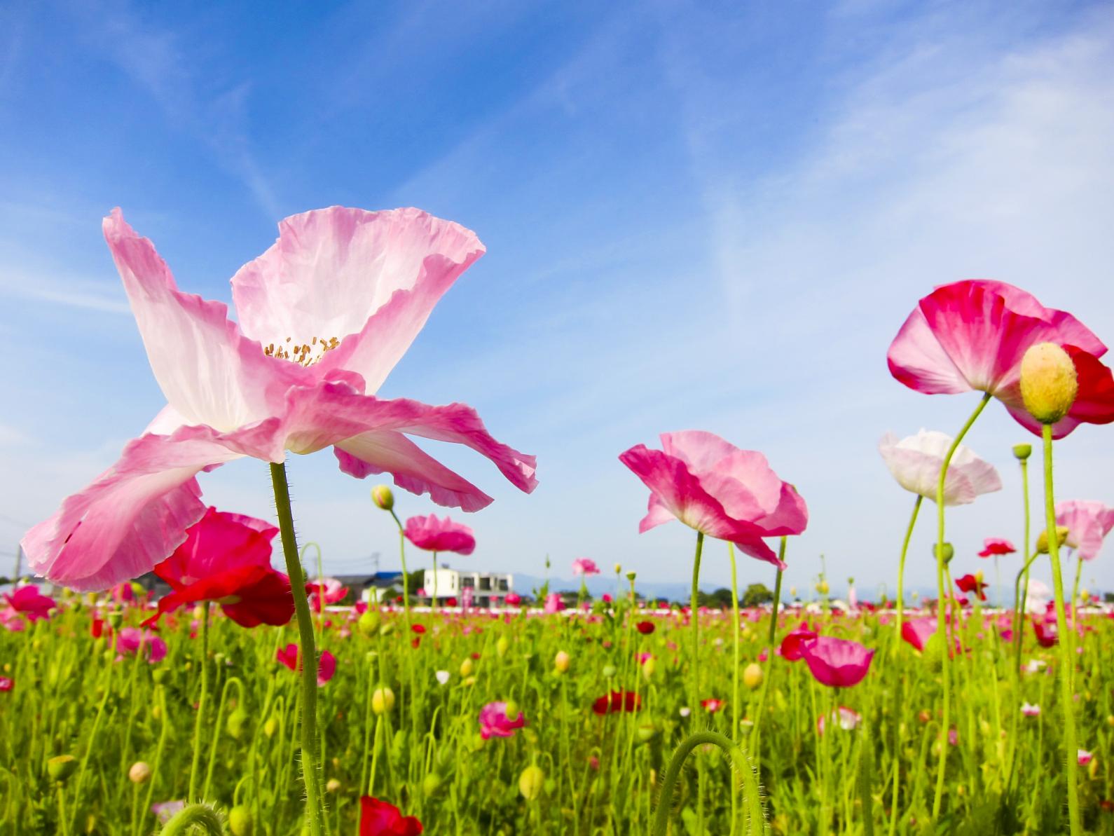 Ajisaka Poppy Garden