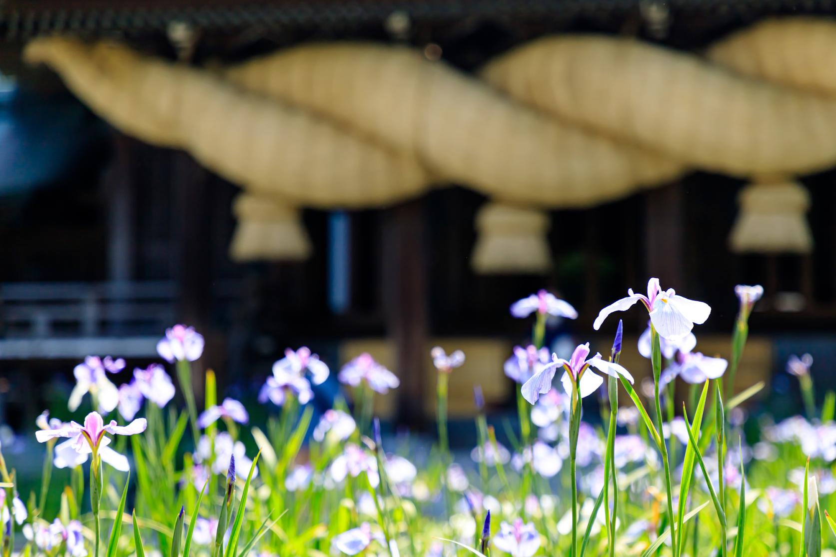 宮地嶽神社　菖蒲まつり