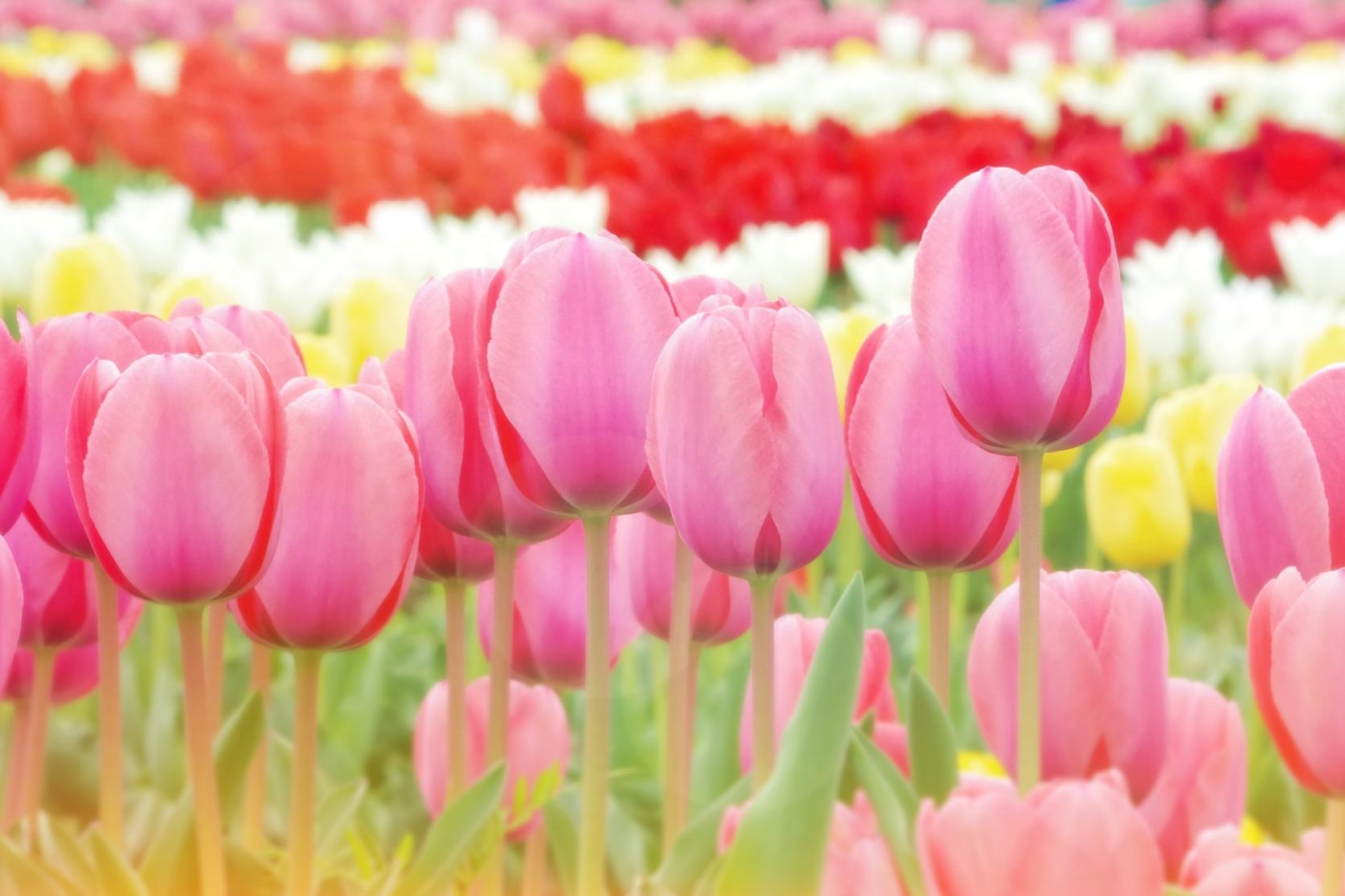 Foire aux tulipes de Nōgata