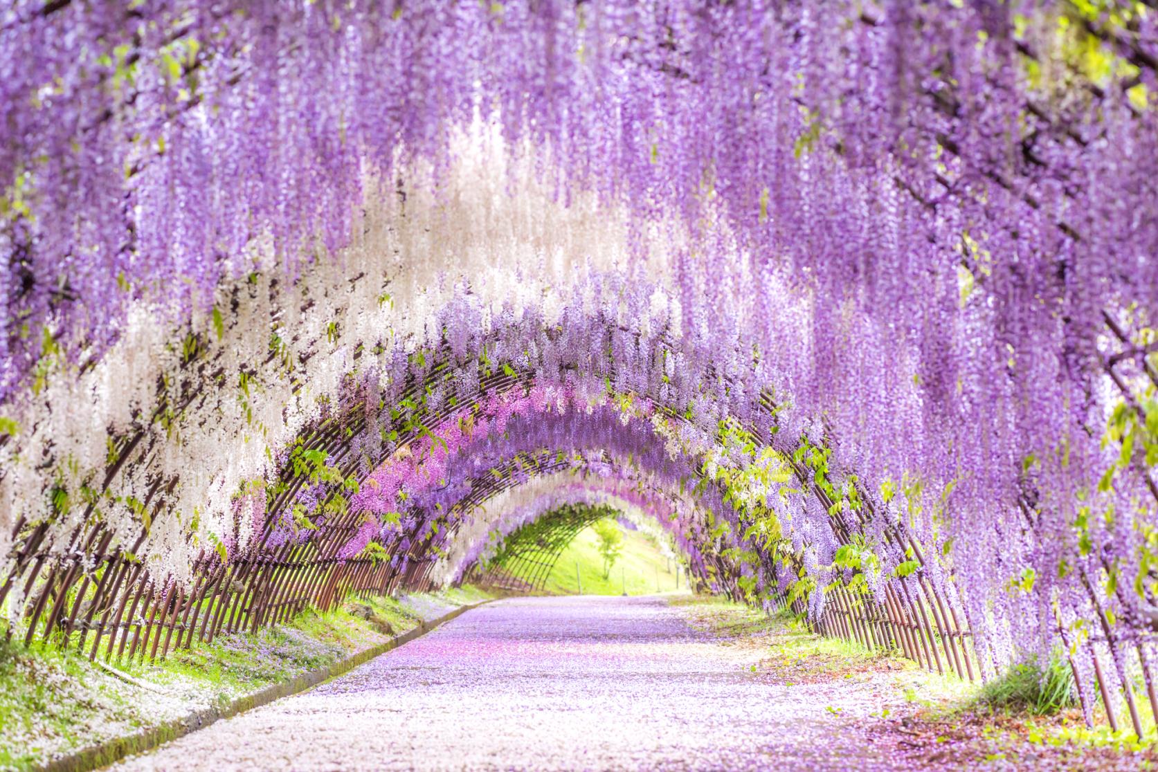 Kawachi Wisteria Garden