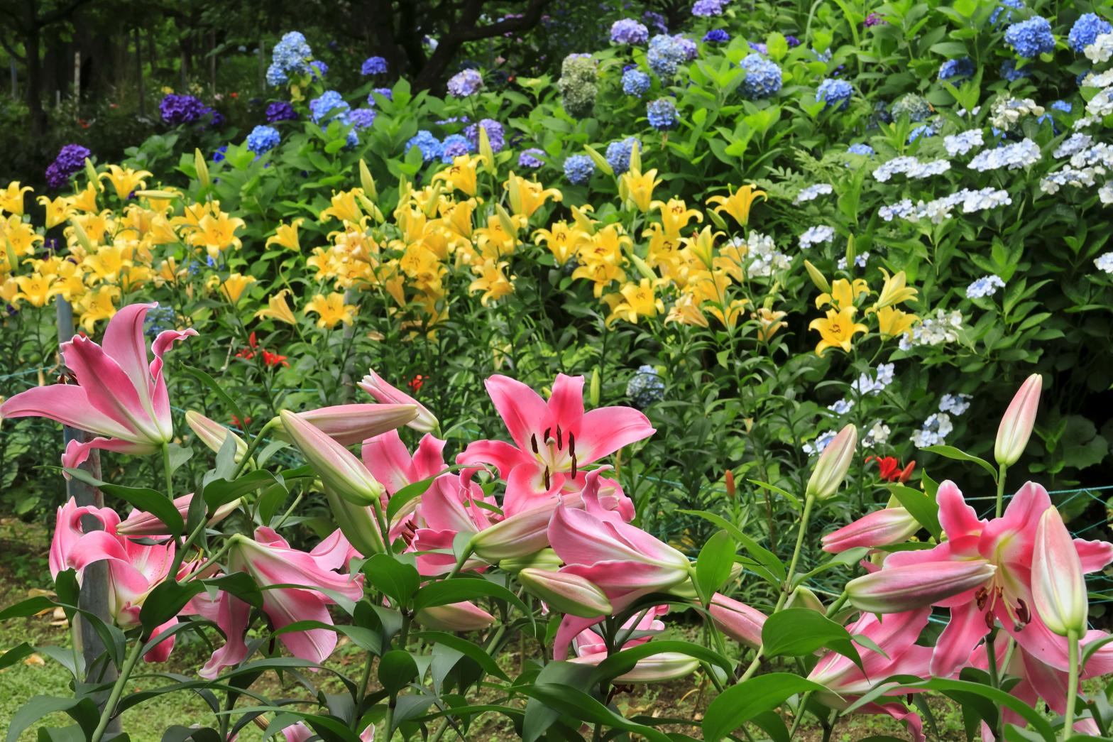 福智山ろく花公園（直方市）