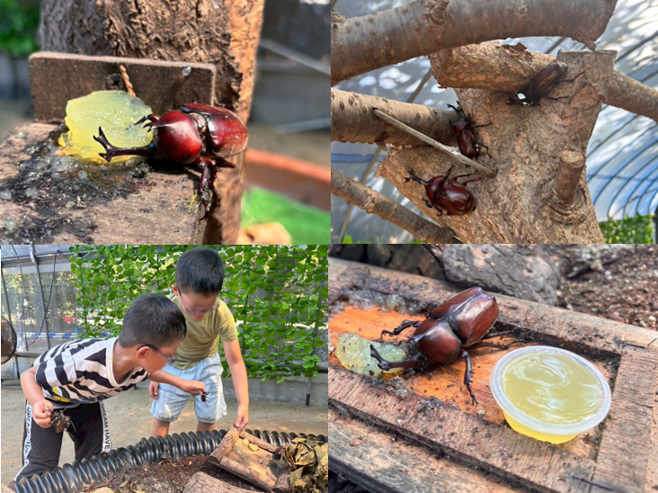Uminonakamichi Seaside Park Rhinoceros Beetle House (Fukuoka City)